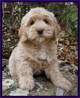 Oliver family Guardian: California Dreaming "Callie"