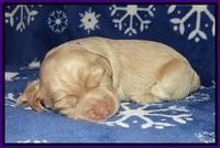 Calla Flicker pups 1 wk old 161