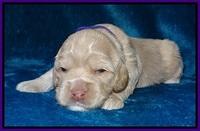 Calla Flicker pups 2 wks old #2 030