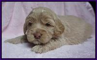 Calla Flicker pups 3 wks old 191
