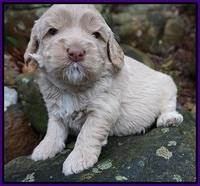 Calla Flicker pups 3 wks old 221