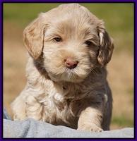 Calla Flicker pups 4.5 wks old 111