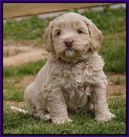Calla Flicker pups 5 wks old 1310