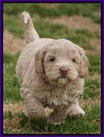 Calla Flicker pups 5 wks old 1410