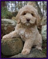 Calla Flicker pups 8 wks old 2 030