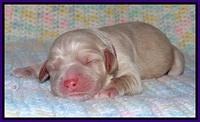 Calla Flicker pups newborn 121