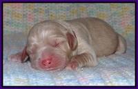 Calla Flicker pups newborn 131