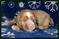 Calla Flicker pups 1 wk old 181