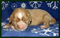 Calla Flicker pups 1 wk old 191