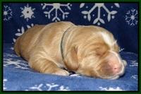 Calla Flicker pups 1 wk old 201