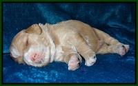 Calla Flicker pups 2 wks old #2 053