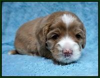 Calla Flicker pups 3 wks old 301