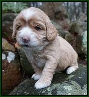 Calla Flicker pups 3 wks old 321
