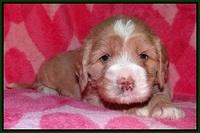 Calla Flicker pups 4 wks old 161