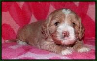 Calla Flicker pups 4 wks old 181