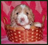 Calla Flicker pups 4 wks old 191
