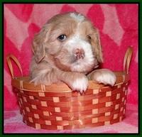 Calla Flicker pups 4 wks old 201
