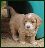 Calla Flicker pups 5 wks old 2010