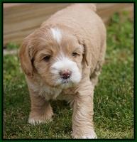 Calla Flicker pups 5 wks old 2210