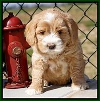 Calla Flicker pups 6 wks old 2510