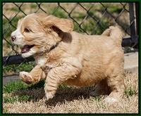 Calla Flicker pups 6 wks old 2810