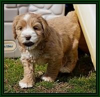 Calla Flicker pups 6 wks old 2910