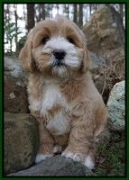 Calla Flicker pups 8 wks old 1 233