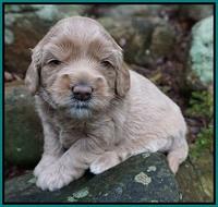 Calla Flicker pups 3 wks old 251