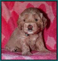 Calla Flicker pups 4 wks old 231