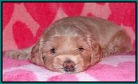 Calla Flicker pups 4 wks old 241