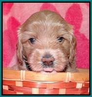 Calla Flicker pups 4 wks old 261
