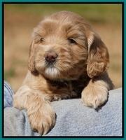 Calla Flicker pups 4.5 wks old 171