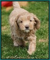 Calla Flicker pups 6 wks old 3710