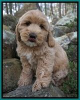 Calla Flicker pups 8 wks old 1 179