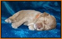 Calla Flicker pups 2 wks old #2 050