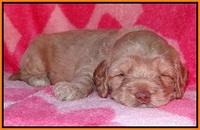 Calla Flicker pups 4 wks old 291