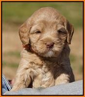 Calla Flicker pups 4.5 wks old 201