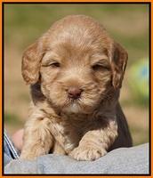 Calla Flicker pups 4.5 wks old 211