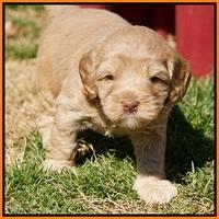 Calla Flicker pups 4.5 wks old 221