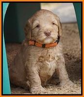 Calla Flicker pups 5 wks old 2710