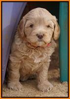 Calla Flicker pups 5 wks old 2810