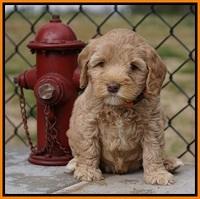 Calla Flicker pups 6 wks old 1 008