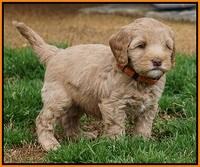 Calla Flicker pups 6 wks old 1 014