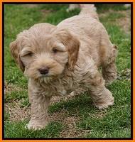 Calla Flicker pups 7 wks old 311