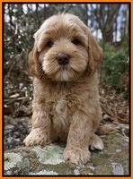 Calla Flicker pups 8 wks old 2 051