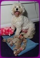 Calla Flicker pups newborn 41