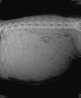 Macy preg 2 with Ollie