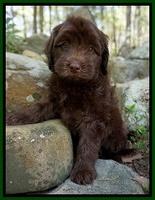 Indivdual puppy photos