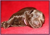 Macy Ollie pups 1 wk old 1200