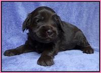 Macy Ollie pups 3 wks old 1 003